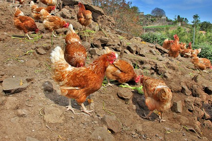 fundacion-isonorte-la-palma-huevos-ecologicos-gallinas-bio-eier-03-436x290